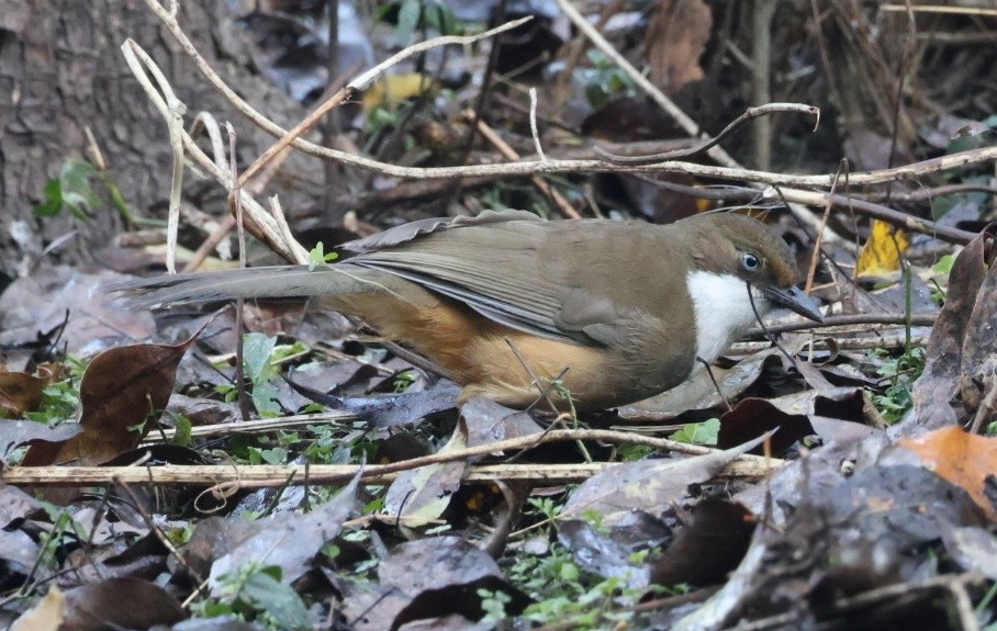 White-throated Laughingthrush - ML646956641