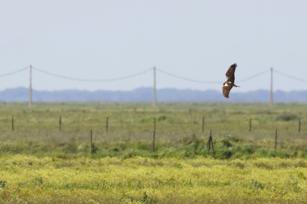Zingira-mirotz eurasiarra - ML646956642