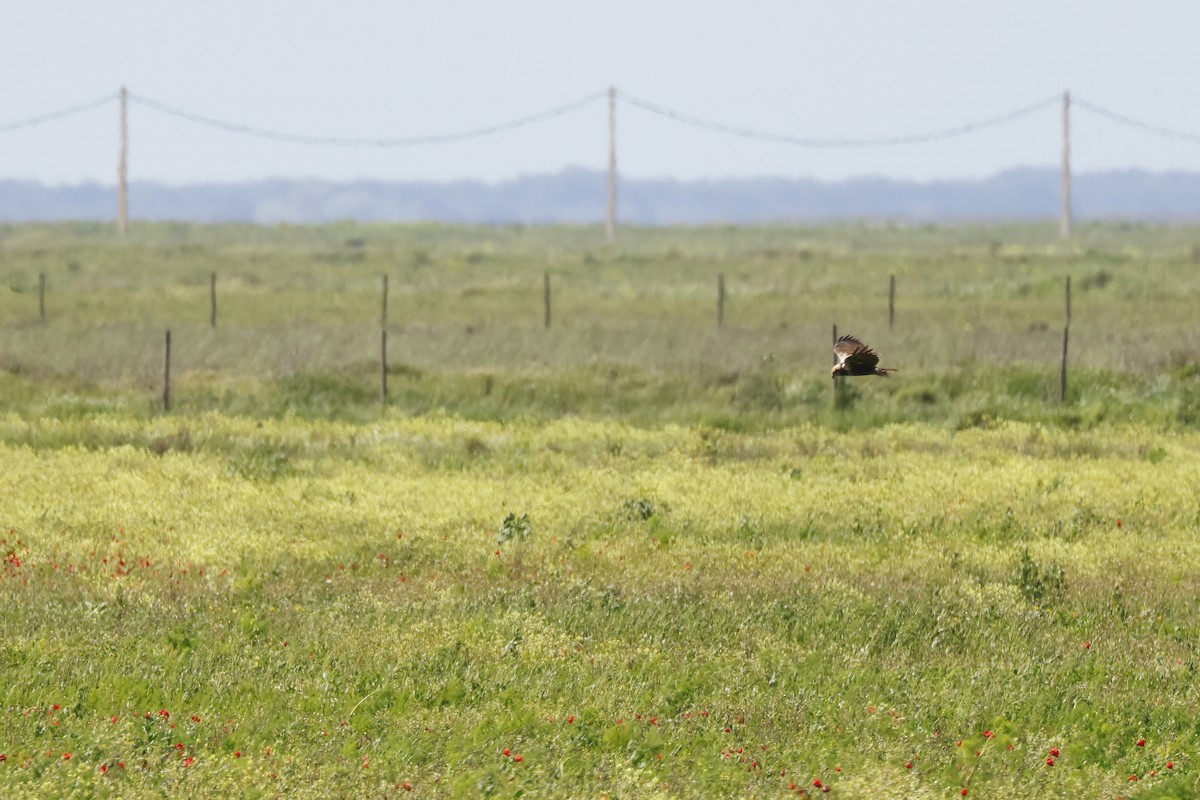 Zingira-mirotz eurasiarra - ML646956643