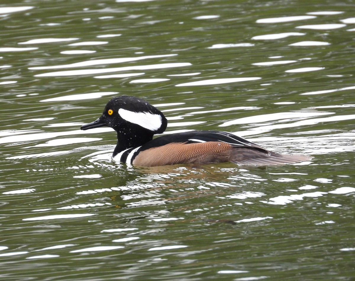 Zerra buruhandia - ML646956652