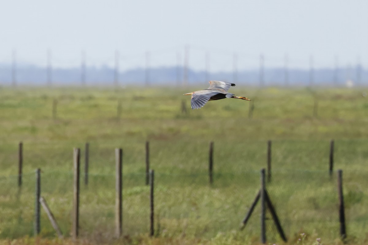 purpurhegre - ML646956653