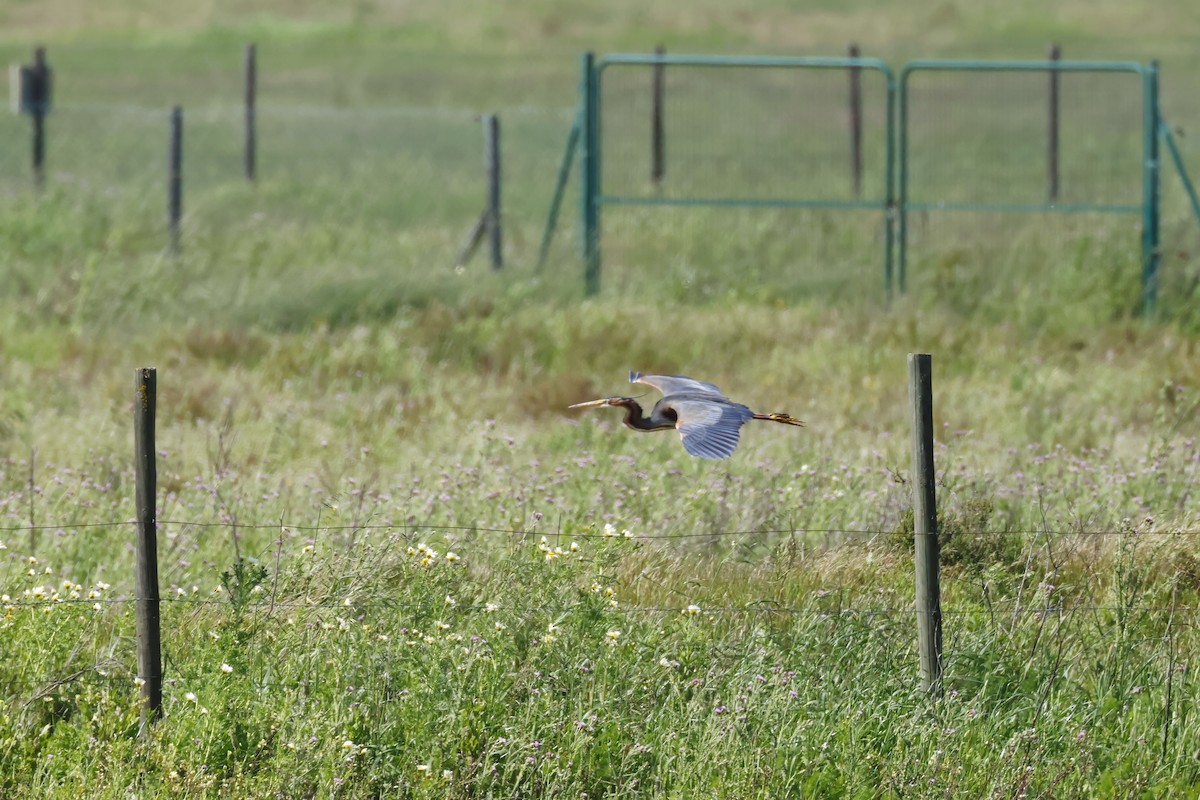 purpurhegre - ML646956654