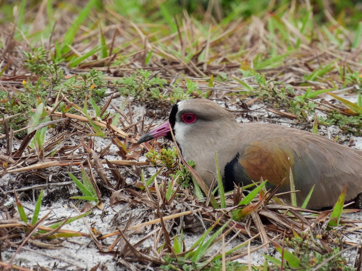 Southern Lapwing - ML646956655
