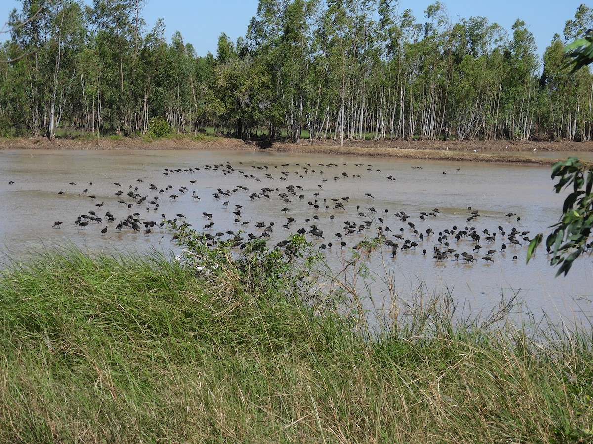 bronseibis - ML646956657