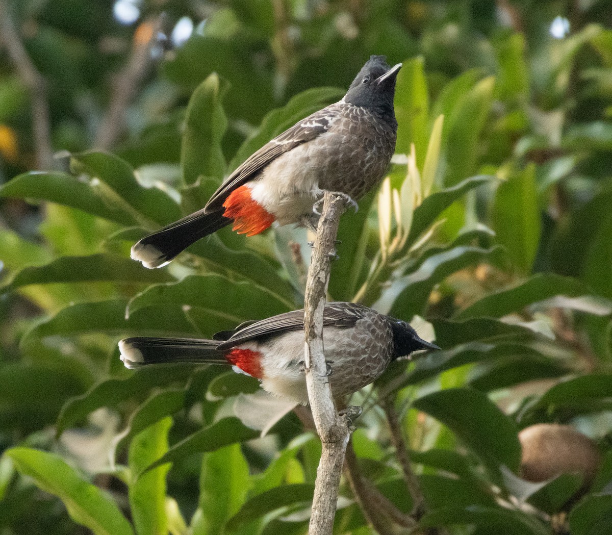 rødgumpbylbyl - ML646956658