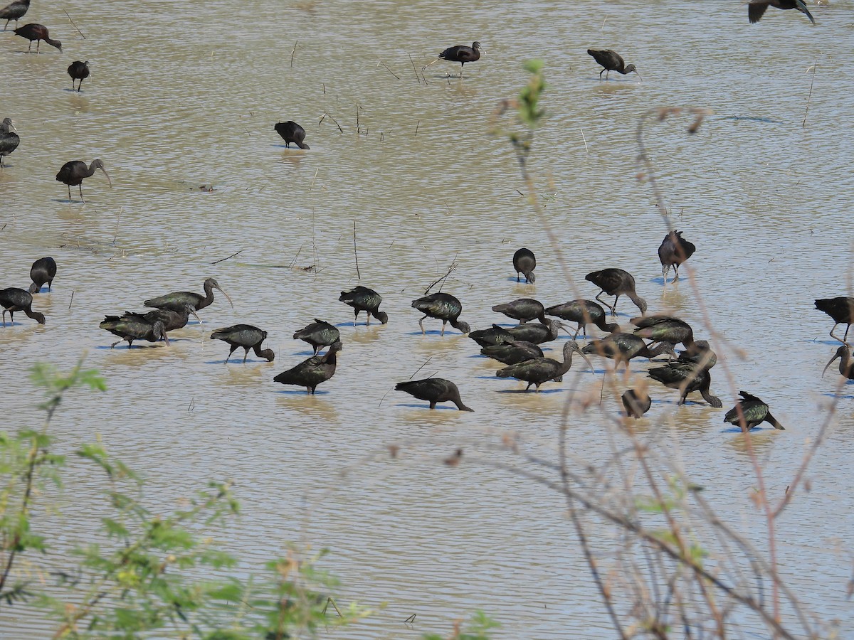 bronseibis - ML646956660