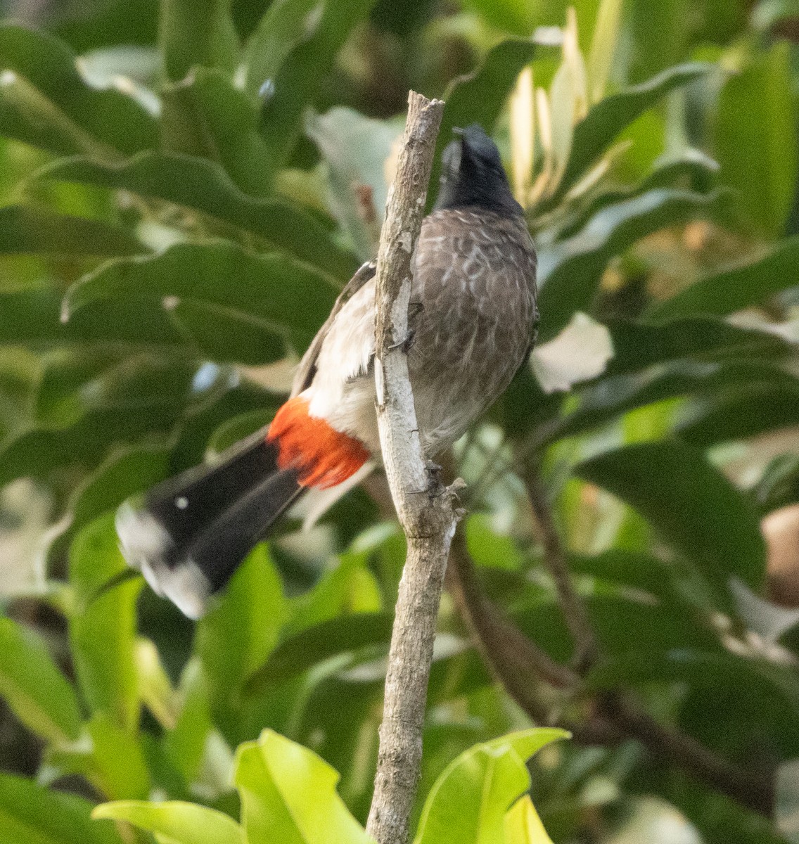 rødgumpbylbyl - ML646956663