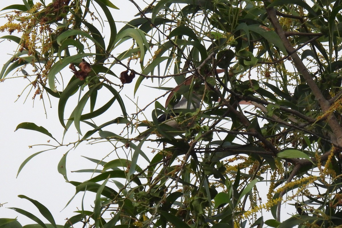 hvitskulderstær - ML646956665