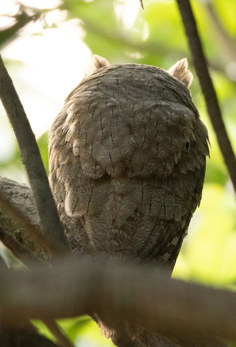 landsbyugle - ML646956666