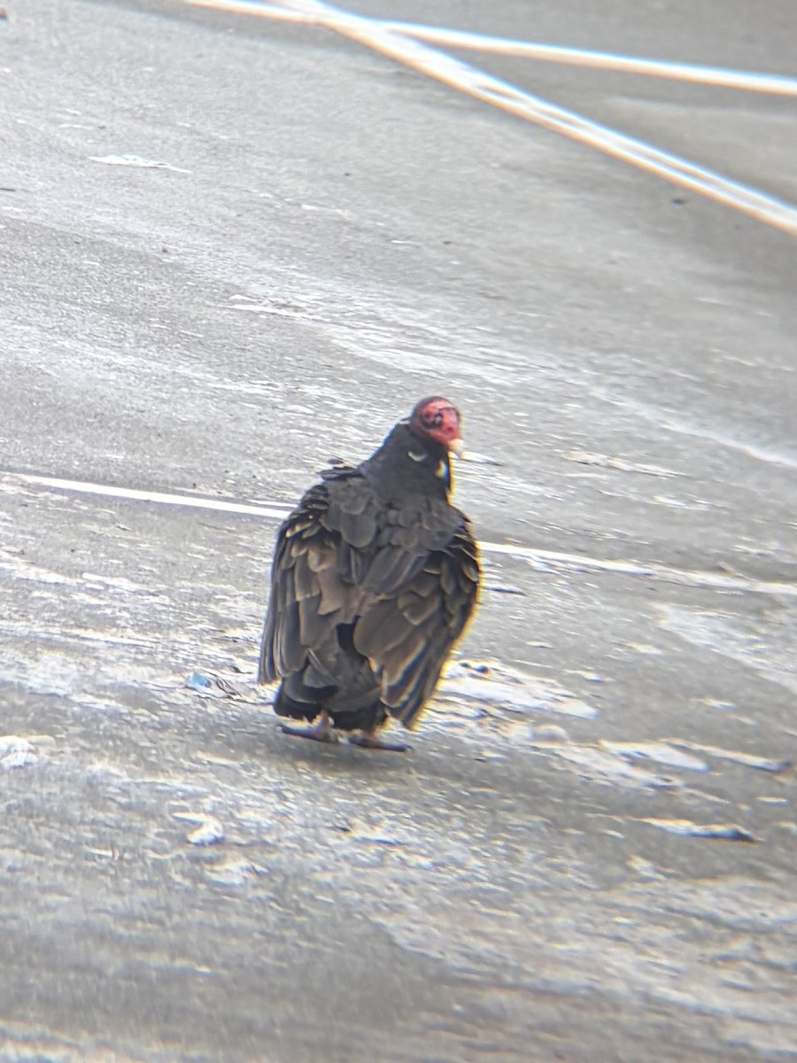 kalkunkondor - ML646956668