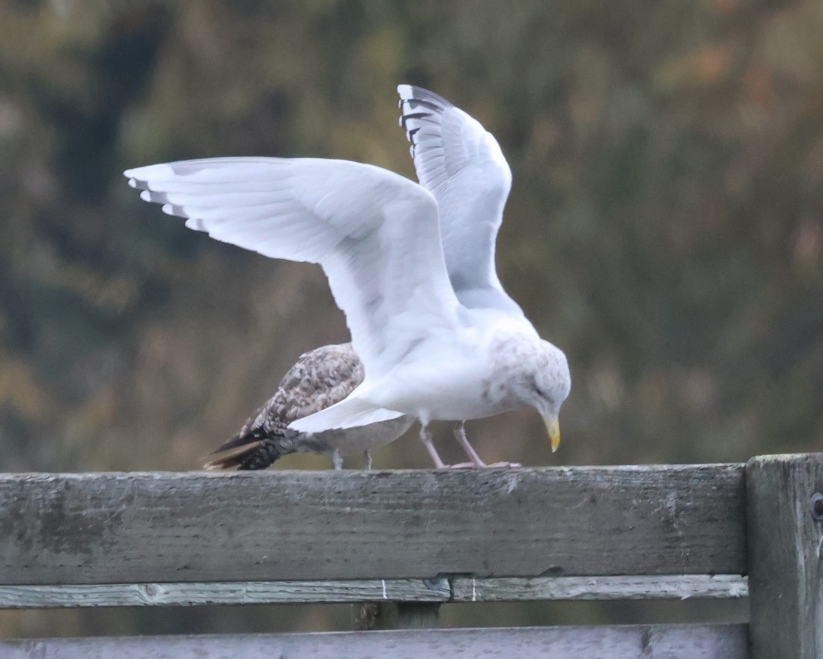 grønlandsmåke (thayeri) (eskimomåke) - ML646956671