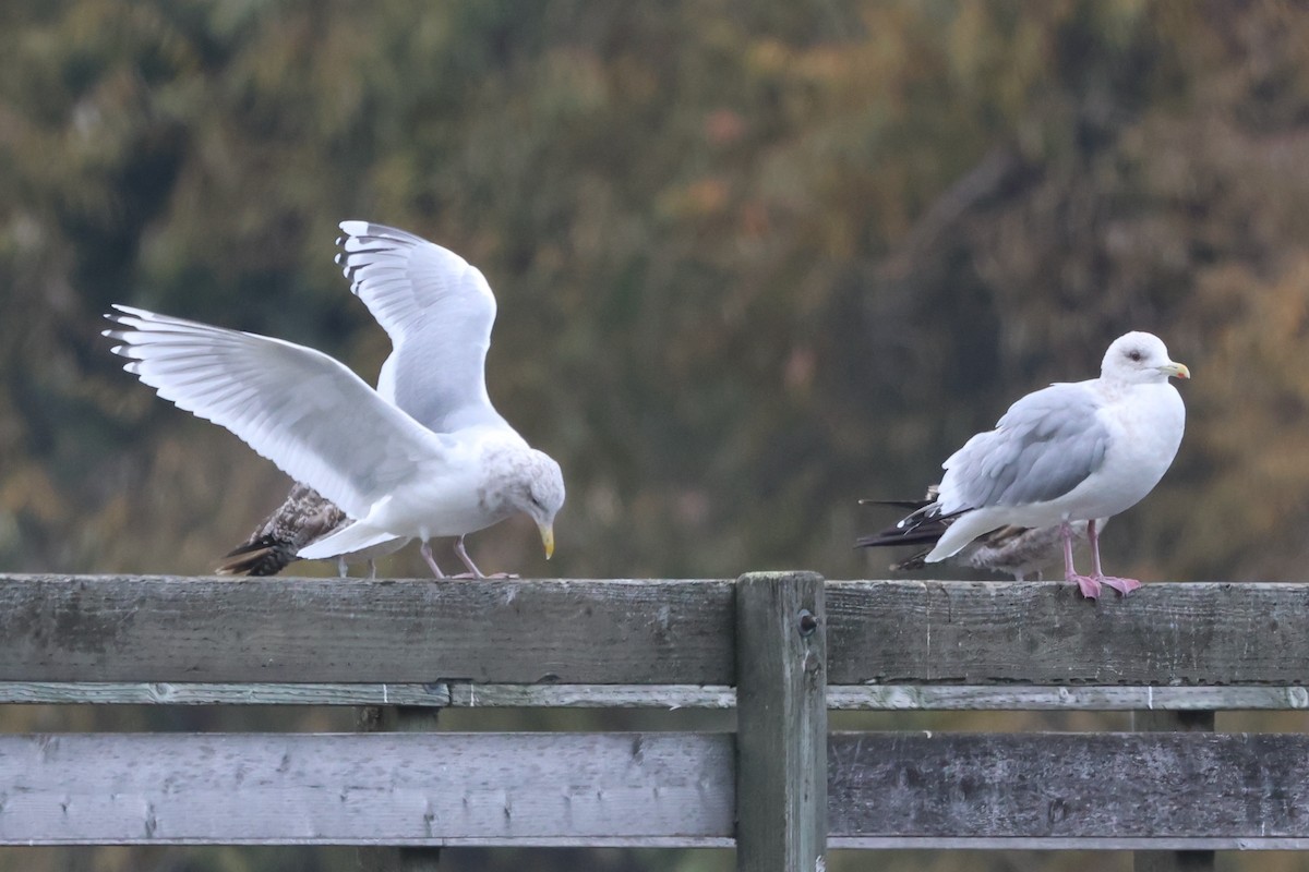 grønlandsmåke (thayeri) (eskimomåke) - ML646956672