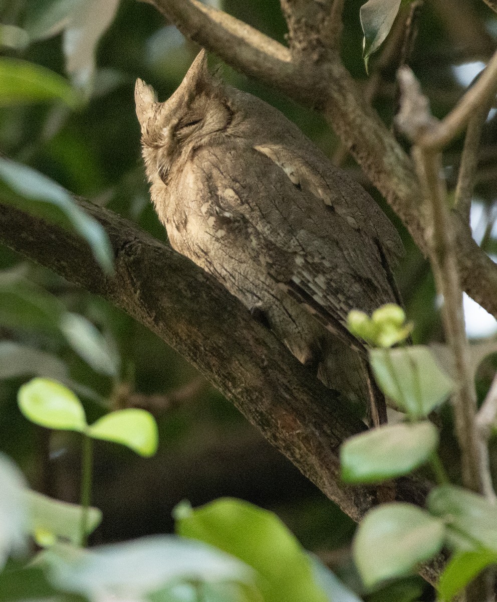 landsbyugle - ML646956673