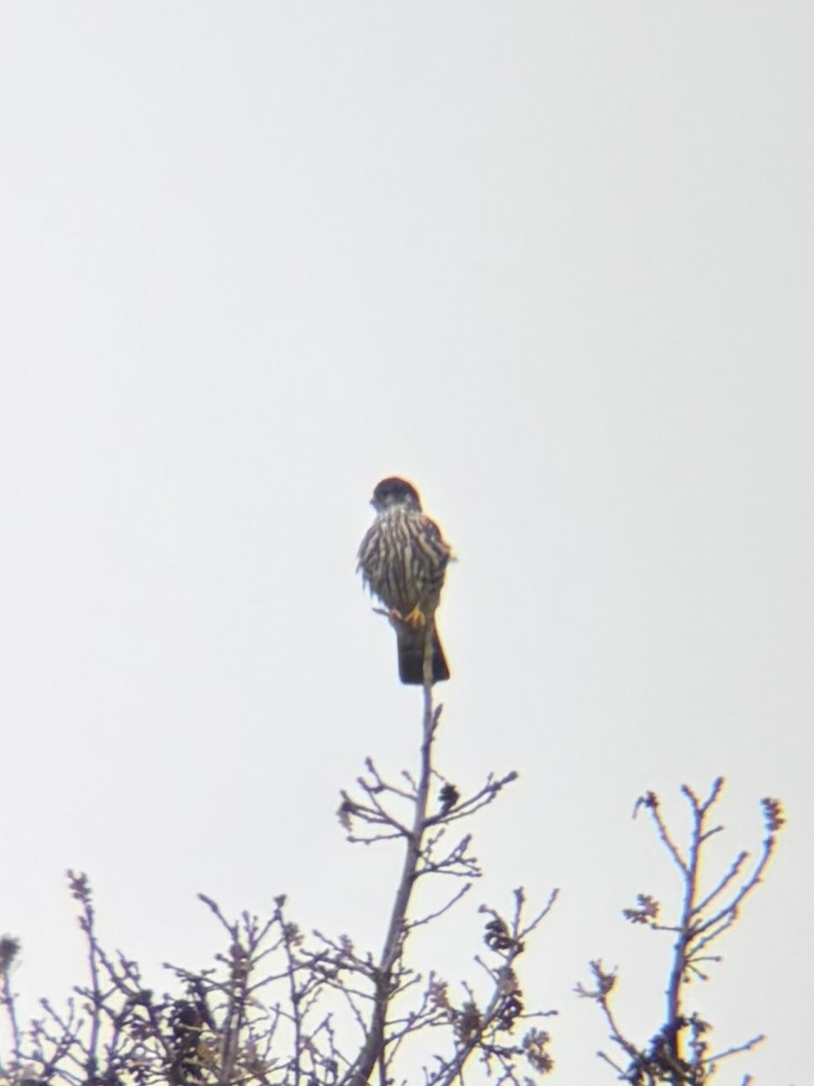 dvergfalk (columbarius) - ML646956674