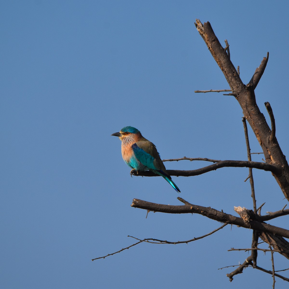 Indian Roller - ML646956675
