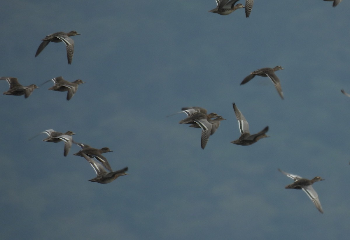 krikkand (crecca) - ML646956677