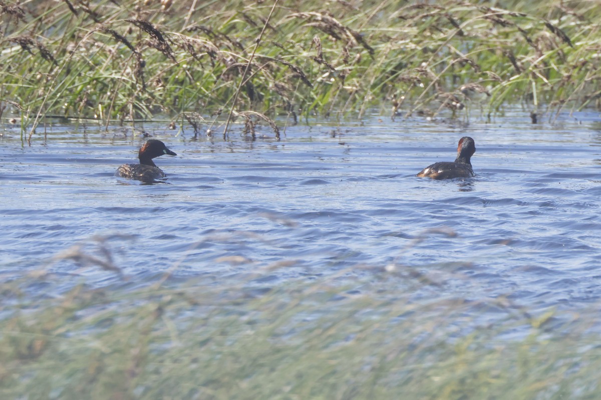 dvergdykker - ML646956680