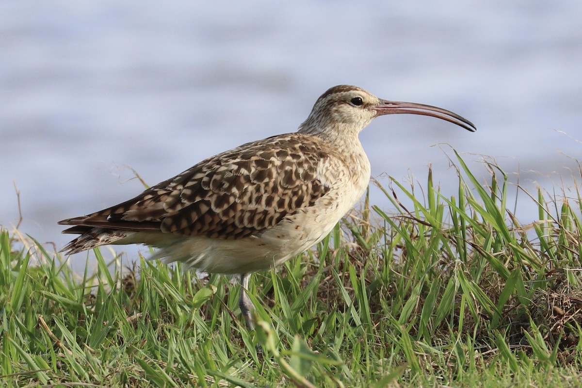 alaskaspove - ML646956684