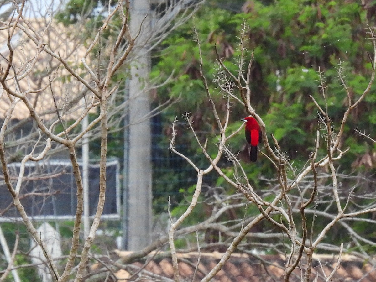 Бразильский сереброклюв - ML646956685