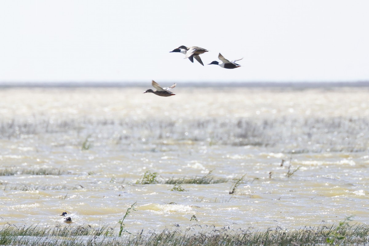 skjeand - ML646956687