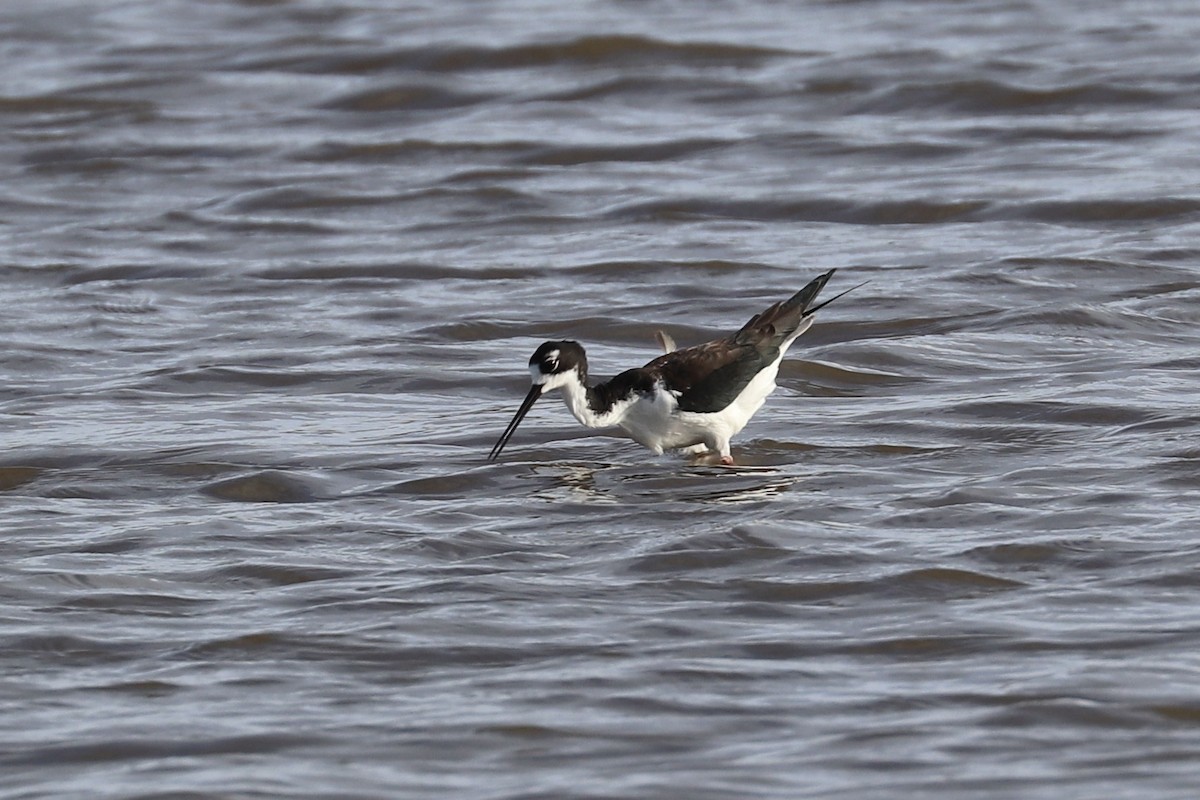 Black-necked Stilt (Hawaiian) - ML646956688