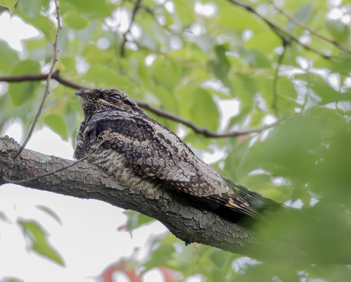 Graunachtschwalbe - ML646956690