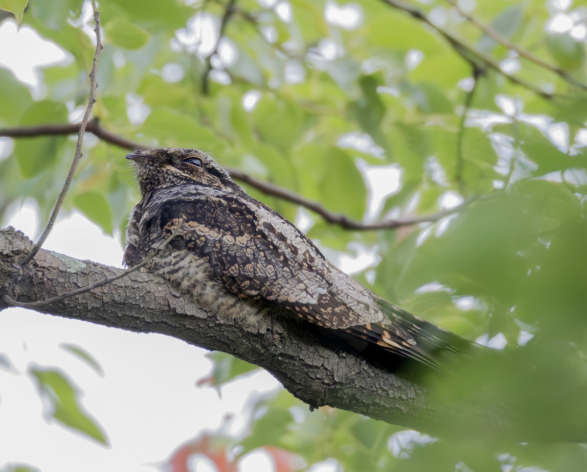 Graunachtschwalbe - ML646956691