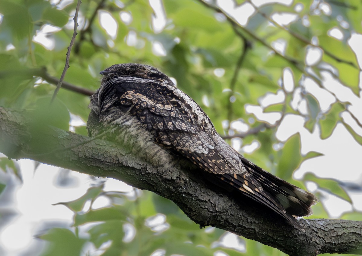 Graunachtschwalbe - ML646956692