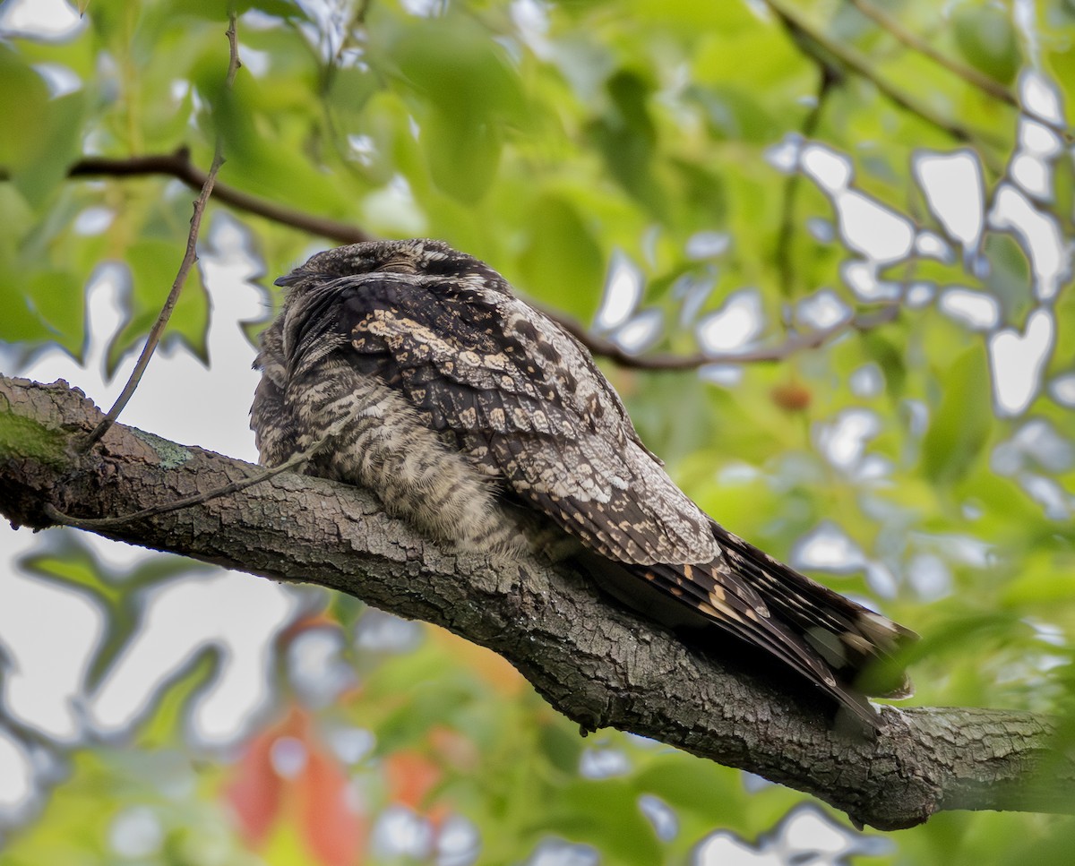 Graunachtschwalbe - ML646956693