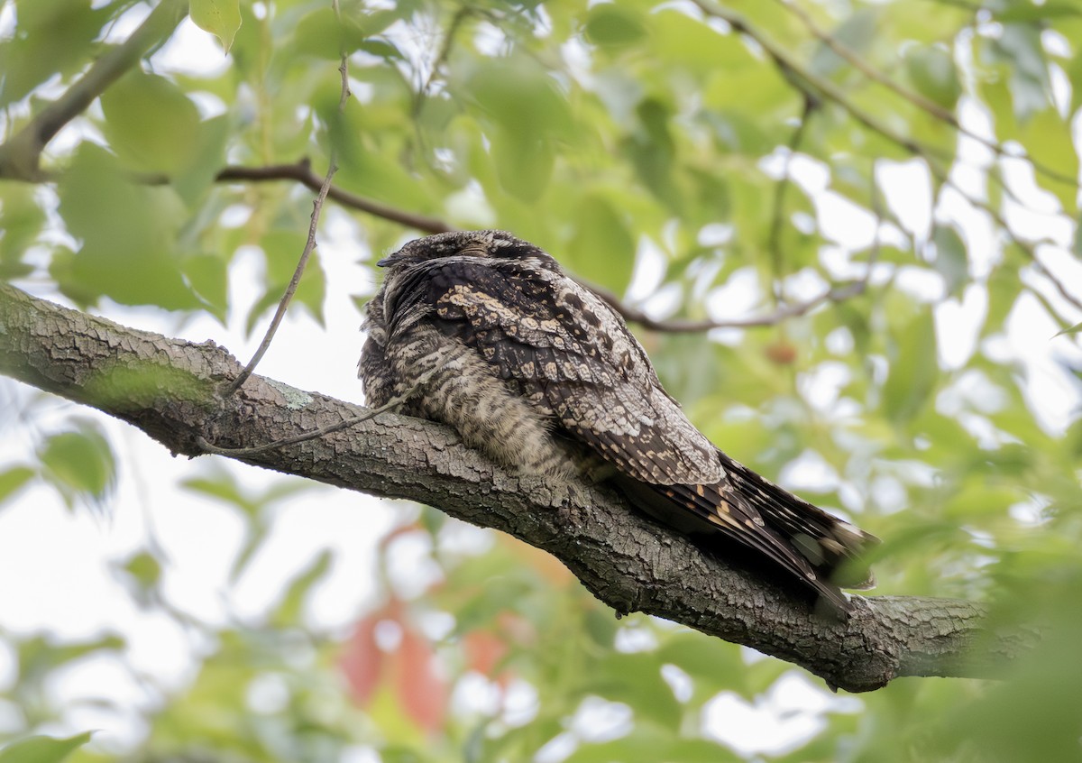 Graunachtschwalbe - ML646956694