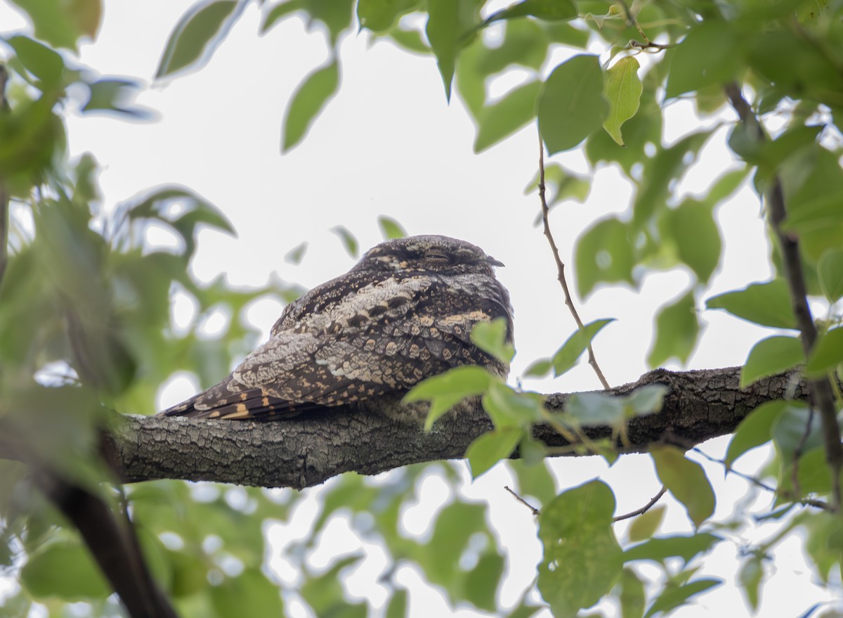 Graunachtschwalbe - ML646956695