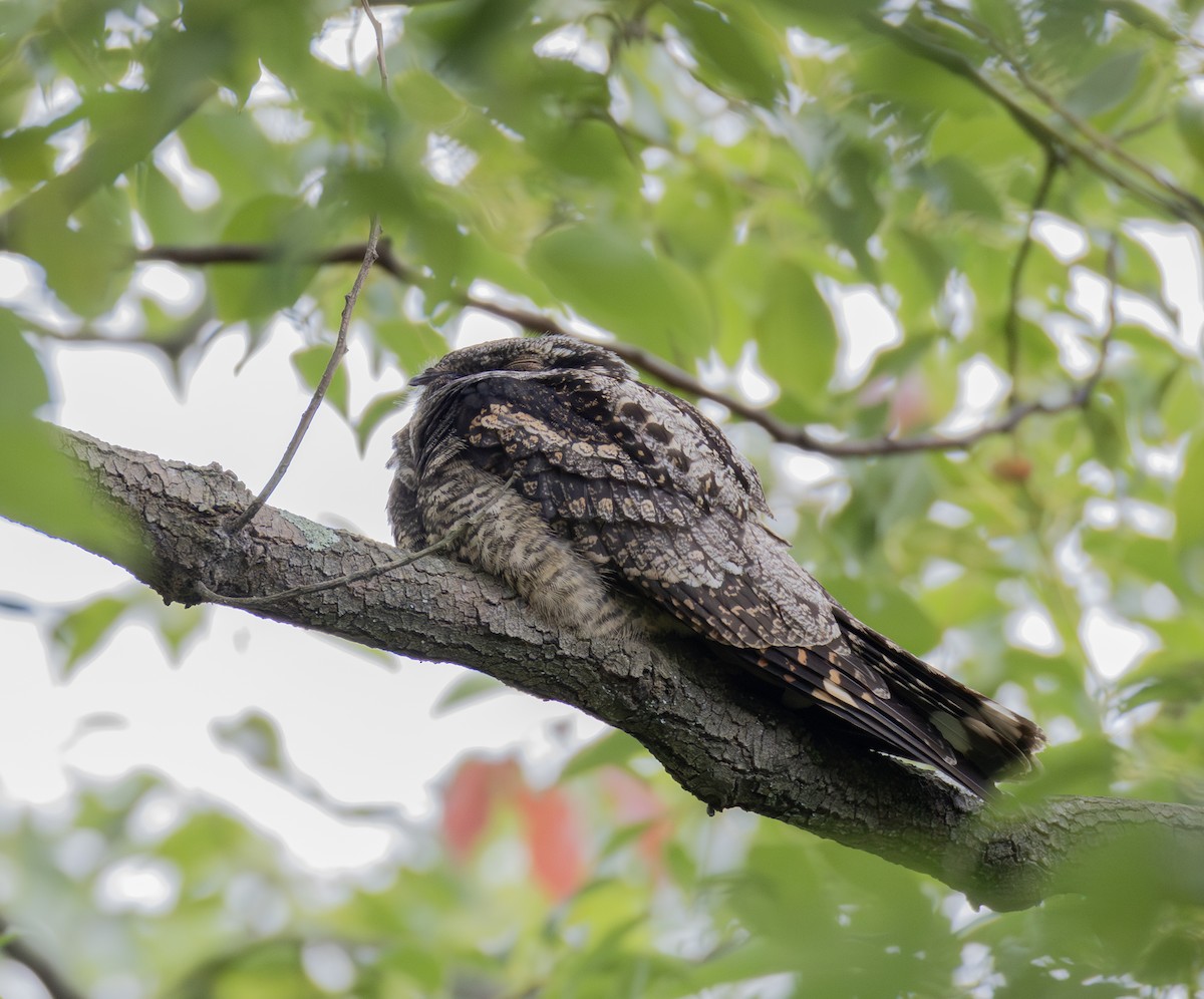 Graunachtschwalbe - ML646956696