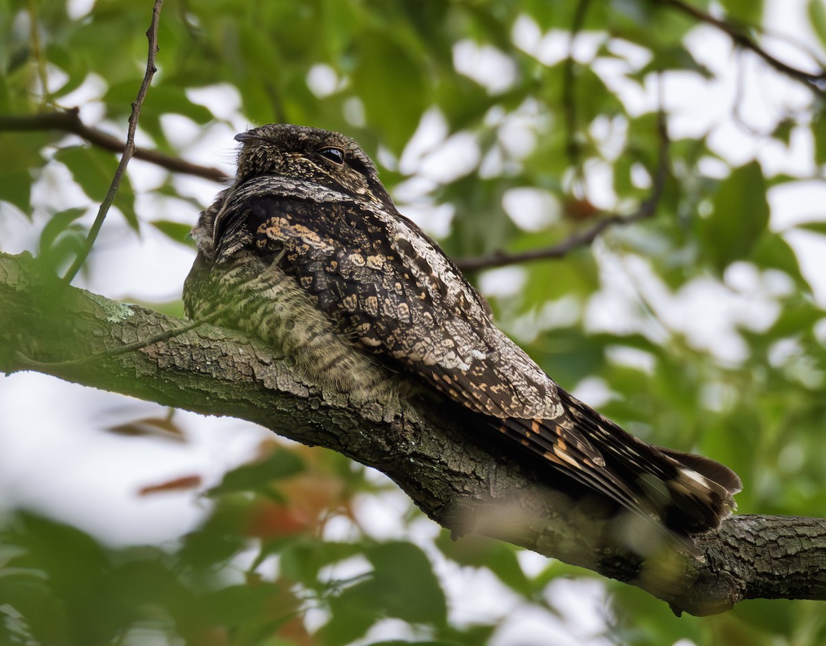 Graunachtschwalbe - ML646956697