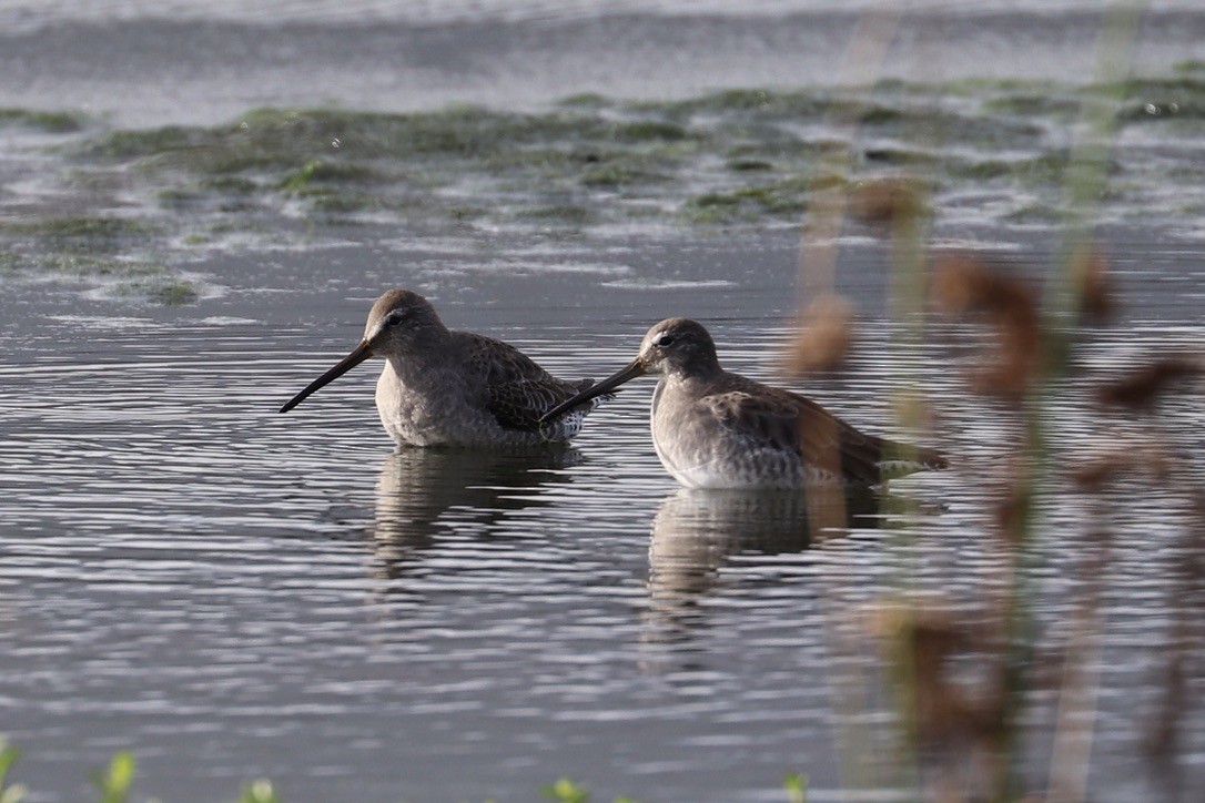 Хараалжин цууцил - ML646956698