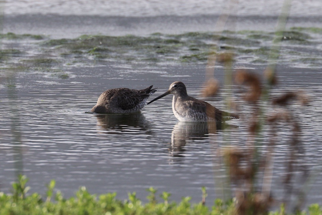 Хараалжин цууцил - ML646956699