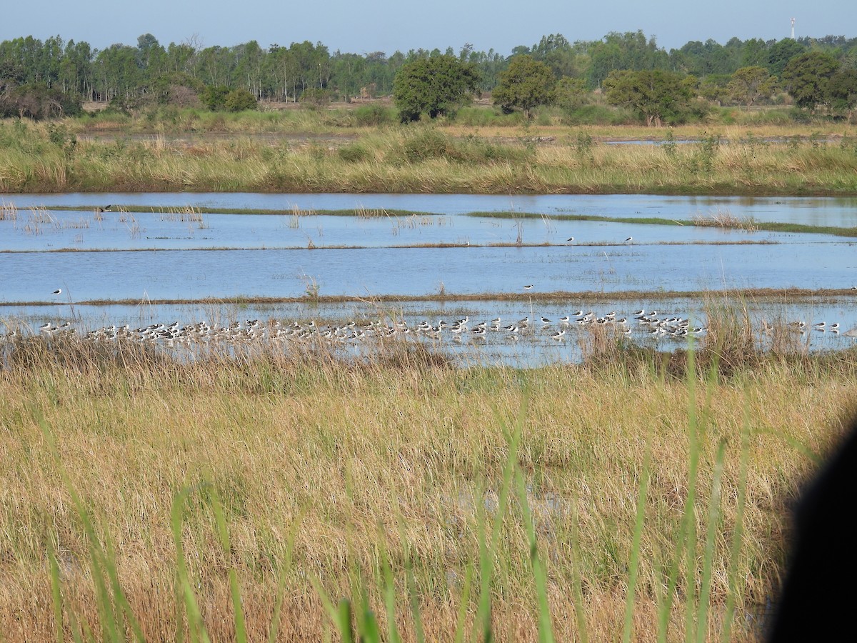 Black-winged Stilt - ML646956700