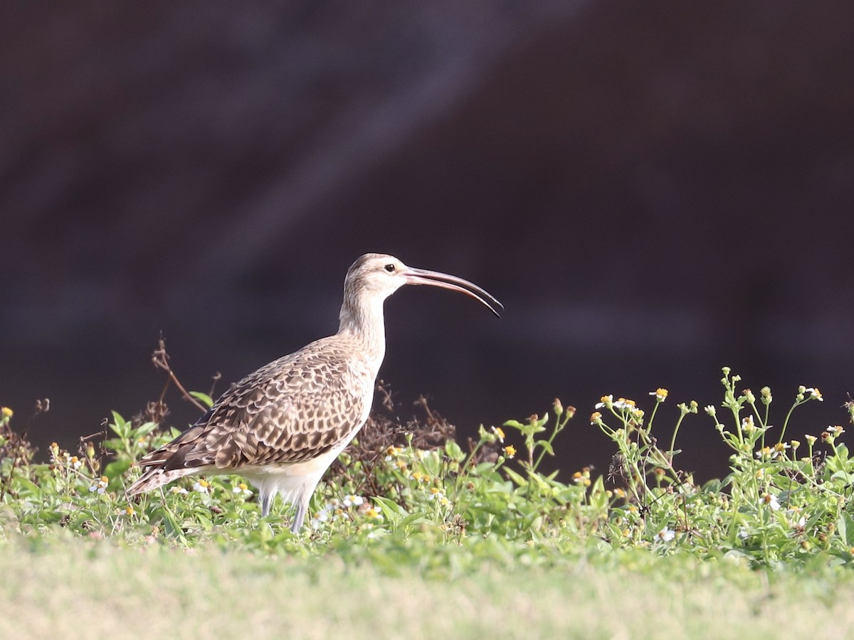 Bristle-thighed Curlew - ML646956702