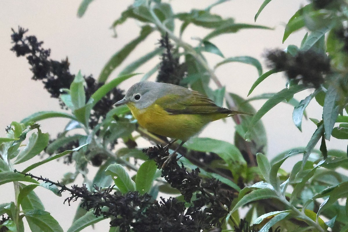 Nashville Warbler - ML646956704