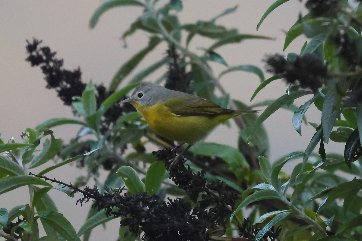 Nashville Warbler - ML646956705