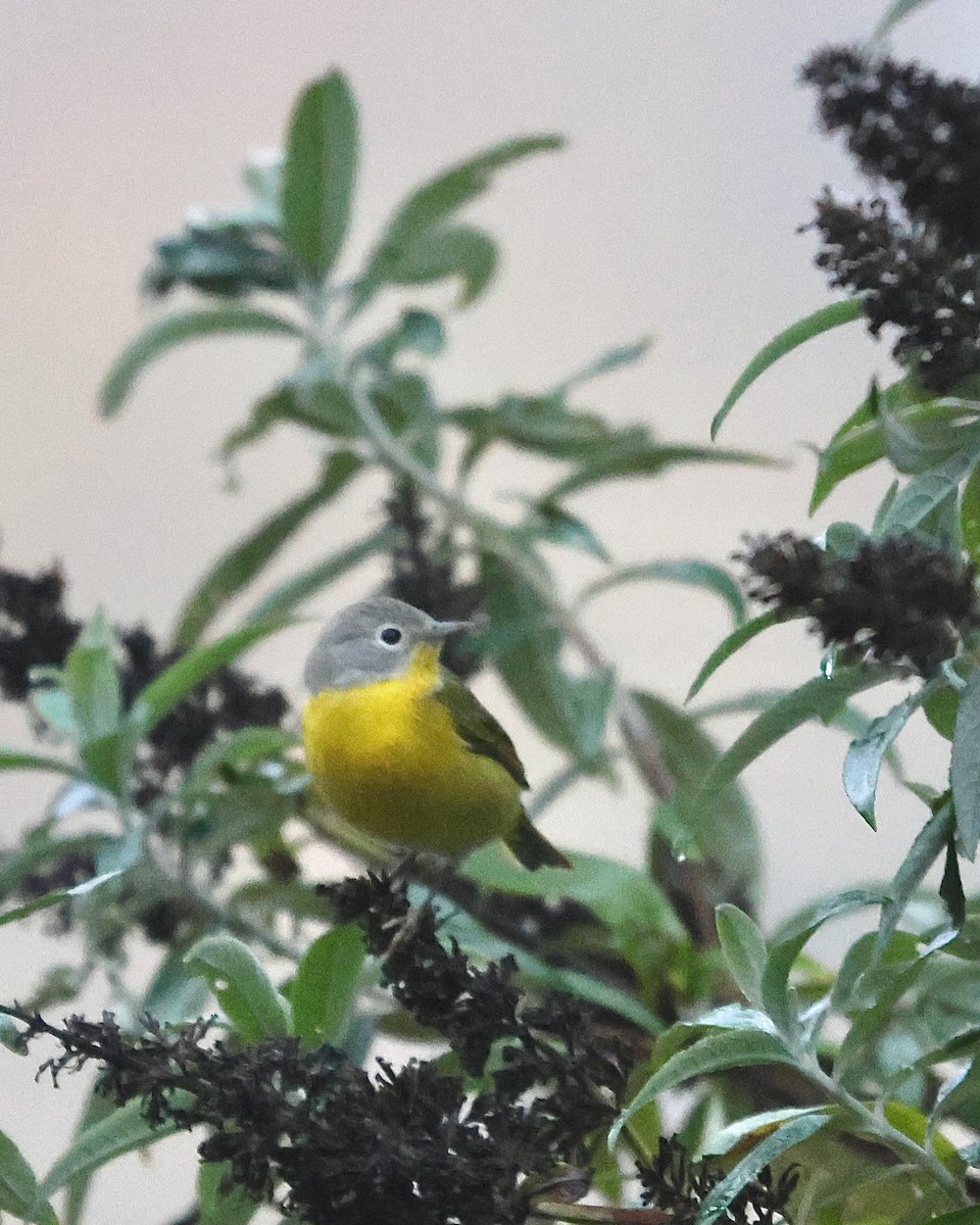 Nashville Warbler - ML646956707