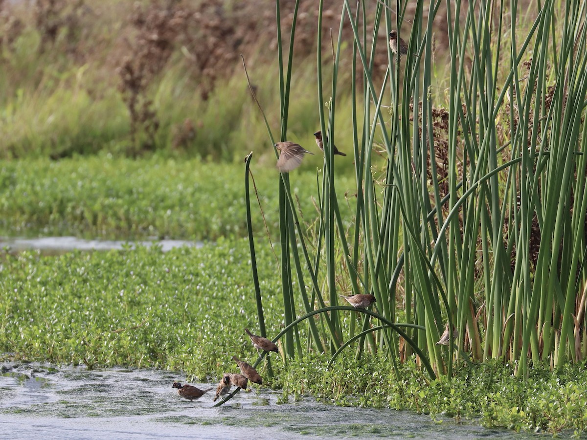 Scaly-breasted Munia - ML646956708