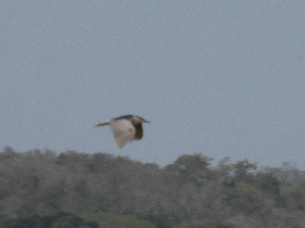 Кваква - ML646956709