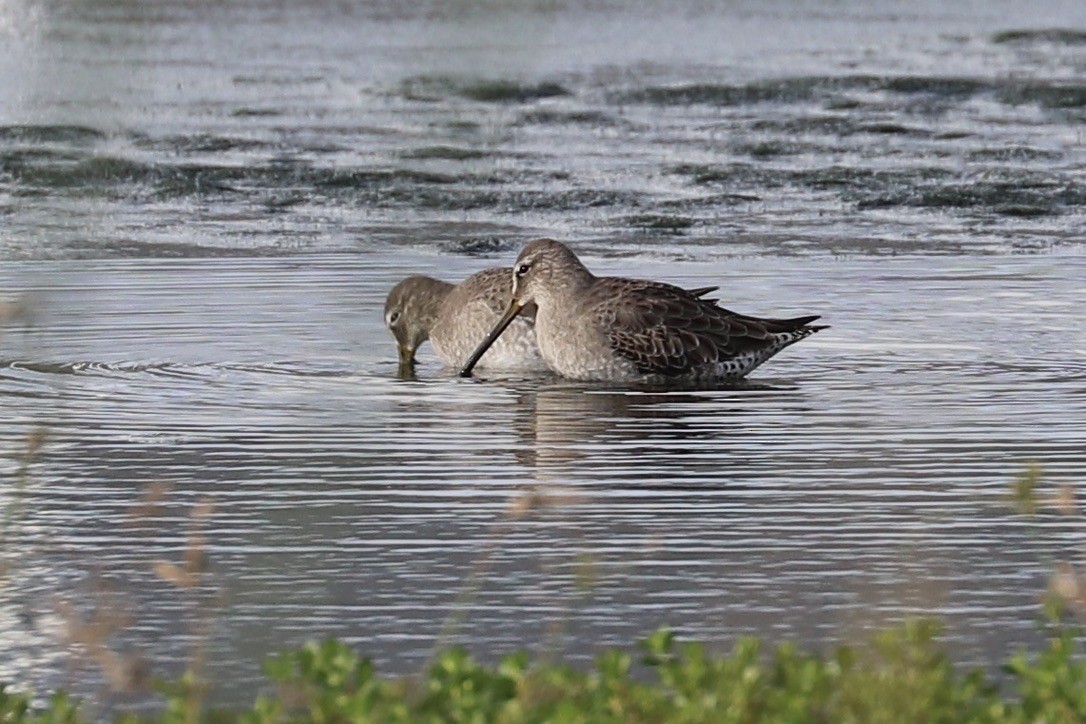 Хараалжин цууцил - ML646956710