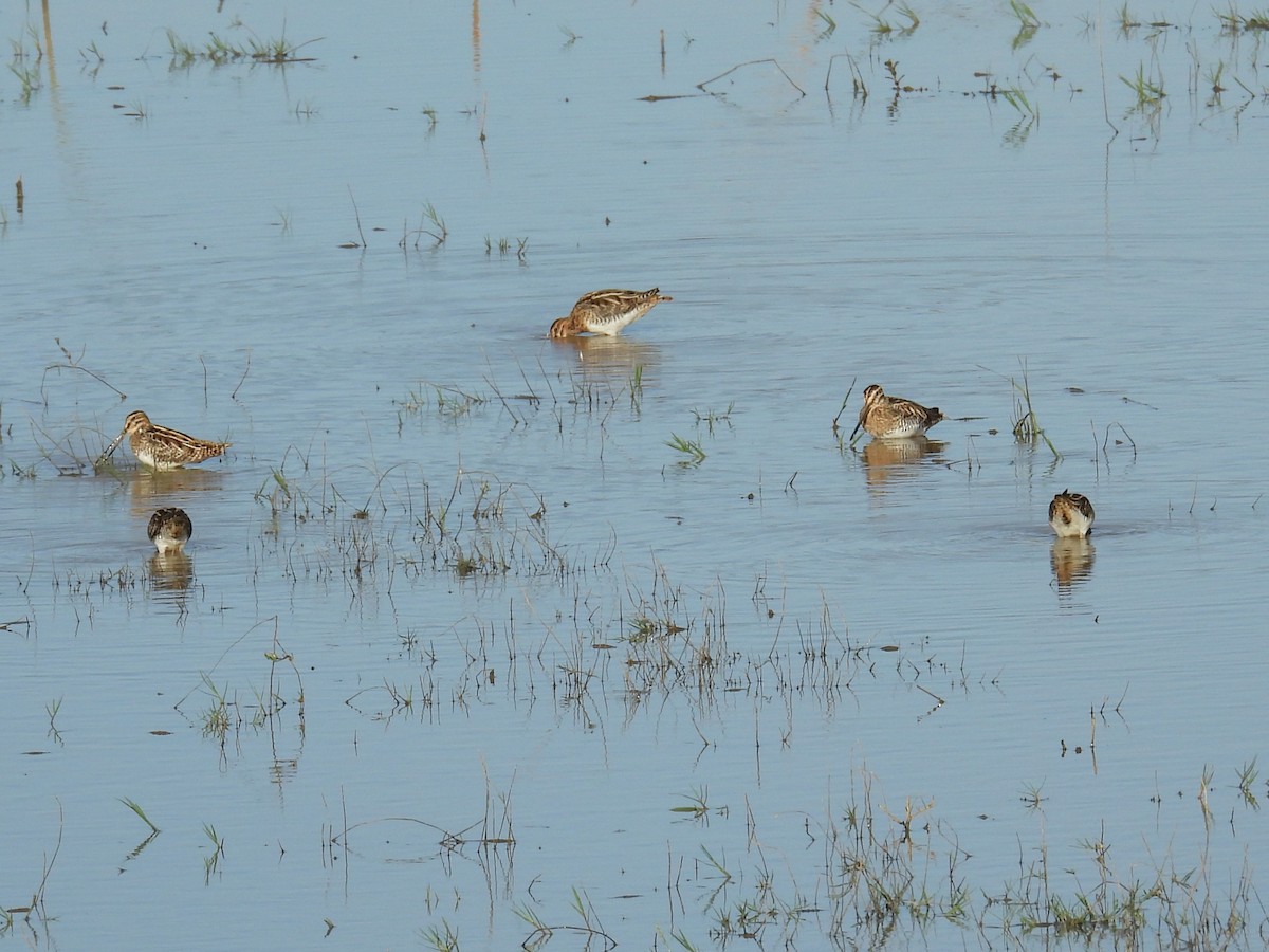 Common Snipe - ML646956711