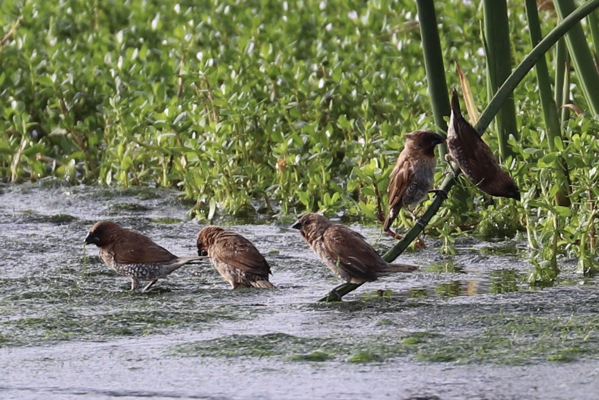 Scaly-breasted Munia - ML646956713