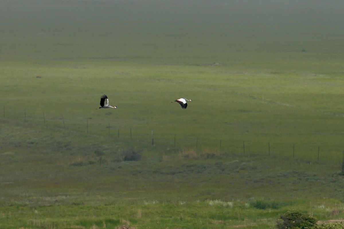 Gray Crowned-Crane - ML646956716