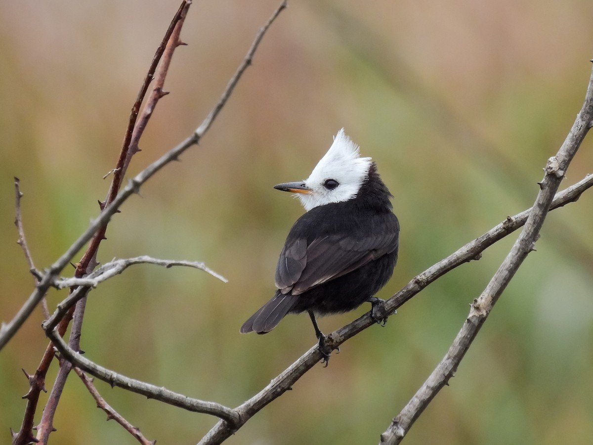 Белоголовый мухолов - ML646956717