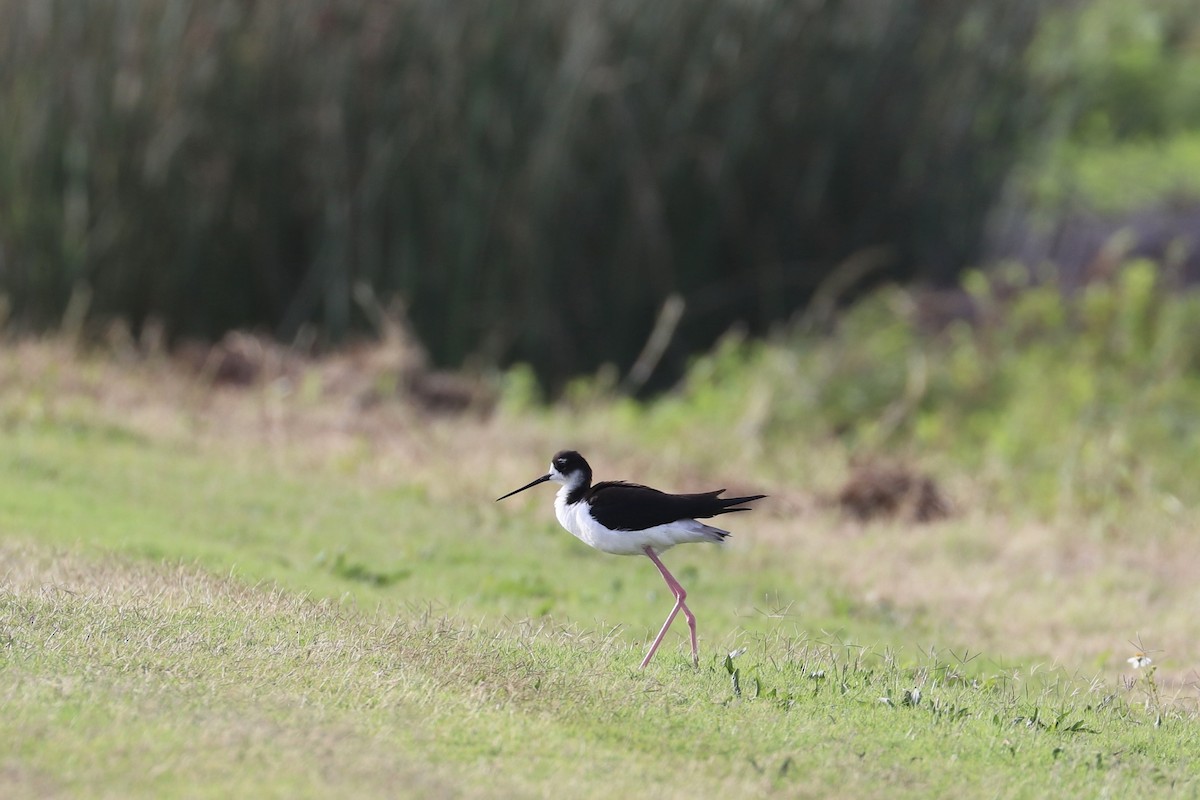 Black-necked Stilt (Hawaiian) - ML646956719