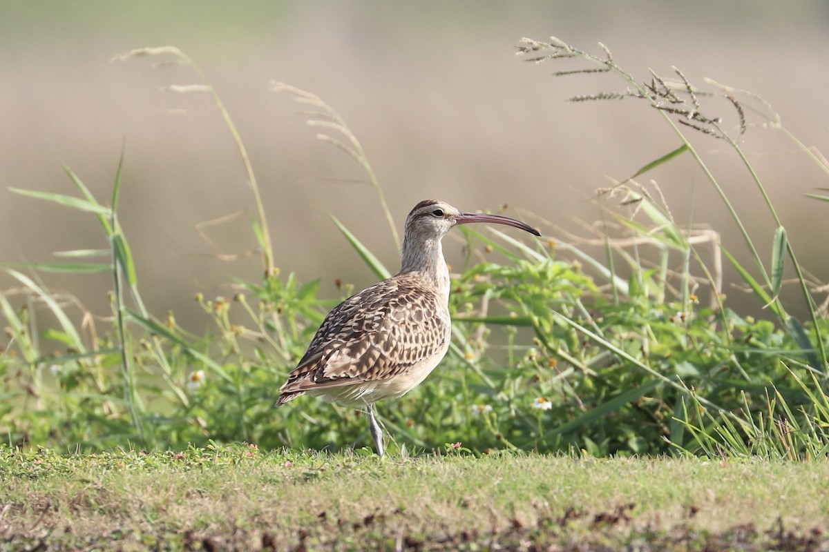 Bristle-thighed Curlew - ML646956723