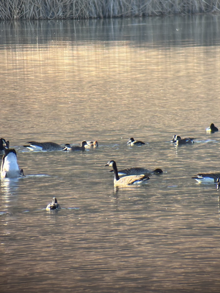 Pfeif- x Kanadapfeifente (Hybrid) - ML646956724